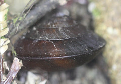 Hemiplecta cymatium