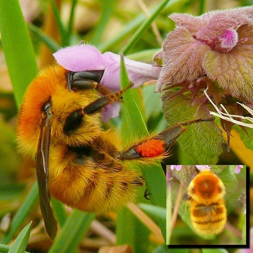 Moss Carder bee