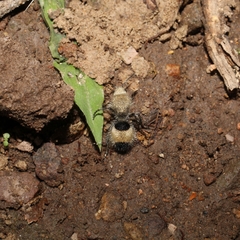 Dasymutilla melanargyrea