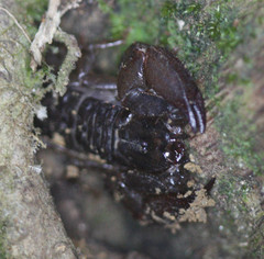 Scorpionoidea