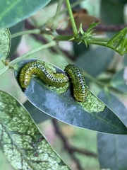 Adurgoa gonagra