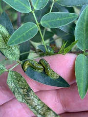 Adurgoa gonagra