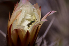 Trichocereus