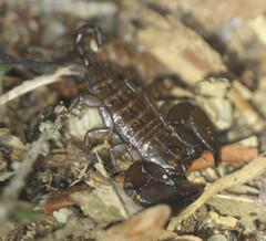 Scorpionoidea