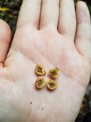Ficus microcarpa saffordii
