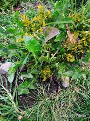 Taraxacum officinale