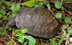 Hydromedusa tectifera