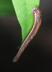 Haemadipsa picta