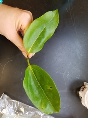 Ficus microcarpa saffordii