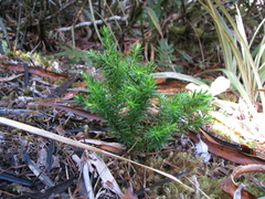 Halocarpus biformis