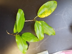 Ficus microcarpa saffordii