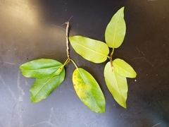Ficus microcarpa saffordii