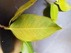 Ficus microcarpa saffordii