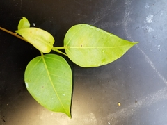Ficus microcarpa saffordii