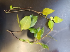 Ficus microcarpa saffordii