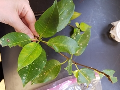 Ficus microcarpa saffordii