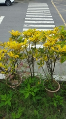 Codiaeum variegatum pictum