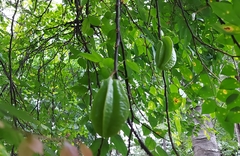 Averrhoa carambola