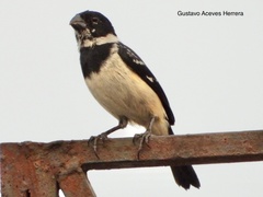 Sporophila morelleti