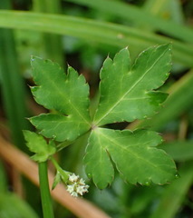 Sanicula elata
