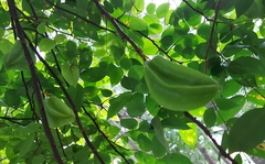 Averrhoa carambola