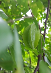 Averrhoa carambola