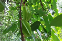 Averrhoa carambola