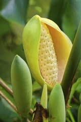 Monstera deliciosa