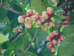 Syzygium malaccense