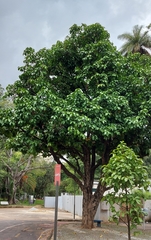 Syzygium malaccense