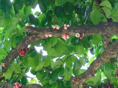 Syzygium malaccense