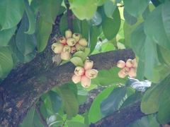 Syzygium malaccense