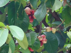 Syzygium malaccense