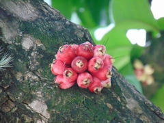 Syzygium malaccense