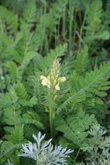 Pedicularis sibthorpii