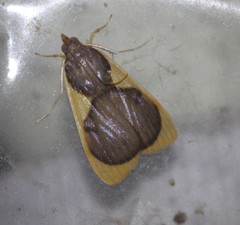 Prooedema inscisalis