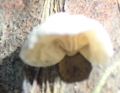 Campanella capensis