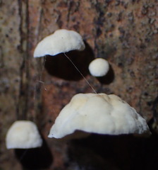 Campanella capensis