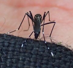Stegomyia