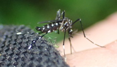 Stegomyia