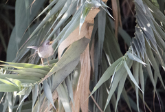 Xenospingus concolor