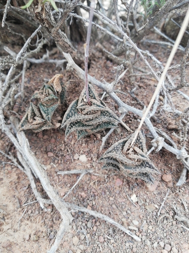 Haworthiopsis nigra