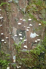 Campanella capensis