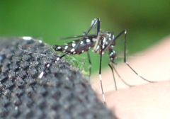Stegomyia