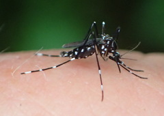 Stegomyia