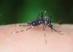 Stegomyia