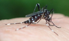 Stegomyia