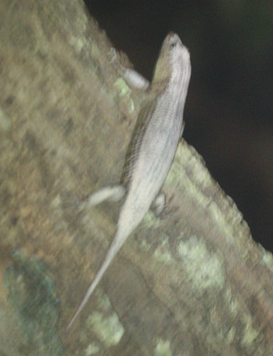 Scincidae