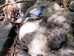 Fringilla coelebs palmae