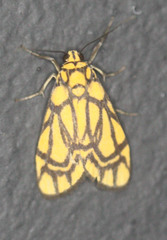 Cyme euprepioides